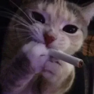 🚬 emoji кошаки Telegram sticker 8 of 25
