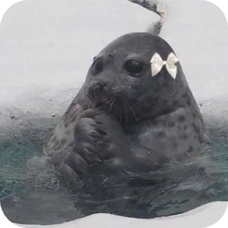 🐦 emoji Омагад Telegram sticker 9 of 27