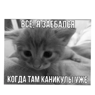 🐱 emoji пиздццц Telegram sticker 9 of 19