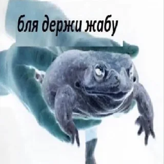 🧊 emoji Держи жабу Telegram sticker 10 of 73