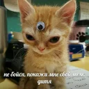 👀 emoji memy pró kotov (po rzhatí) Telegram sticker 23 of 32