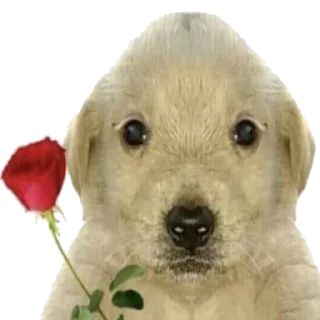 💐 emoji сашенька санбае Telegram sticker 21 of 66