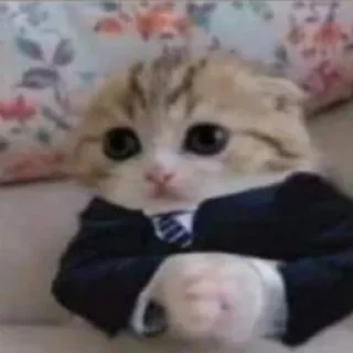 🤙 emoji сашенька санбае Telegram sticker 10 of 66