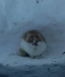 🥶 emoji Коти-бобри Telegram sticker 23 of 89