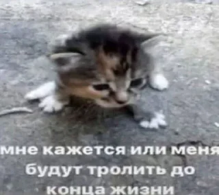 Sticker from кошечки хорошие