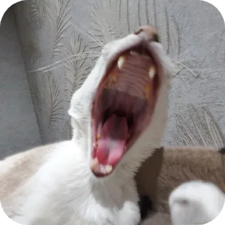 🐱 emoji Лапки Telegram sticker 21 of 32