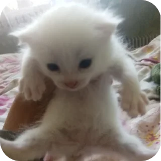 🐱 emoji Лапки Telegram sticker 7 of 32