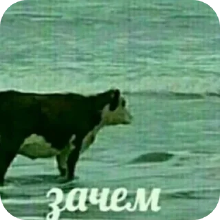 🐂 emoji Пупс прив Telegram sticker 13 of 25