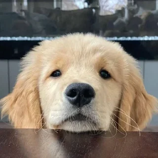 🙁 emoji Golden Retriever⚜️ Telegram sticker 24 of 30