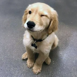 😉 emoji Golden Retriever⚜️ Telegram sticker 5 of 30