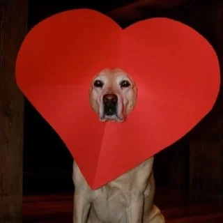 ❤️ emoji Golden Retriever⚜️ Telegram sticker 19 of 30