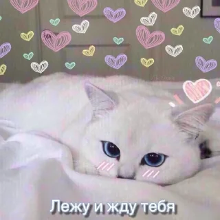 Sticker from Ꮶᴏᴛиᴋи. || 𝚅𝚒𝚔𝚒0𝚖𝚒𝚡