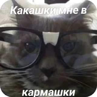 🥲 emoji котятки Telegram sticker 24 of 25