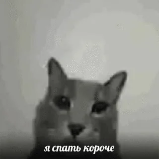 🌟 emoji котятки Telegram sticker 7 of 25