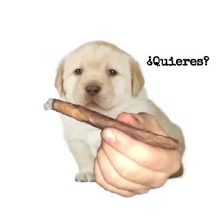🚬 emoji Cursed Telegram sticker 17 of 21