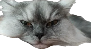 😌 emoji Коксик Telegram sticker 8 of 10