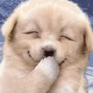 🐶 emoji :DM:3 Telegram sticker 21 of 58