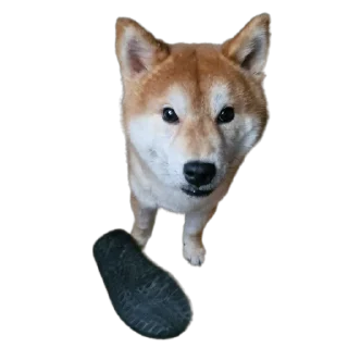 🐶 emoji ТаоБао Telegram sticker 21 of 29