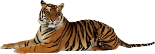 🐅 emoji Тигр @stickermodpack Telegram sticker 22 of 24