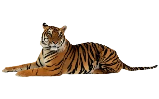 Sticker from Тигр @stickermodpack
