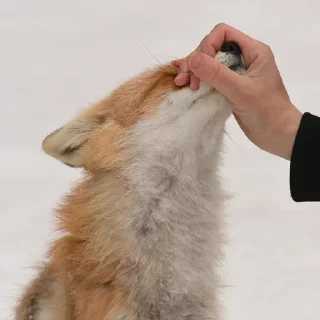 🌟 emoji foxfull_LiS Telegram sticker 16 of 64