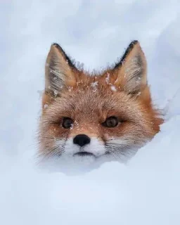 🌟 emoji foxfull_LiS Telegram sticker 19 of 64