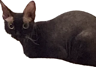 Sticker from Админ админов