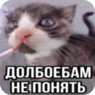 🐱 emoji Funny cat🤓 Telegram sticker 11 of 18