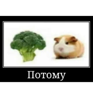 Sticker from почему @stolen_meme_s