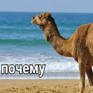 🧐 emoji кэмэл @stolen_meme_s Telegram sticker 6 of 15