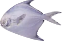 😄 emoji Рыба Telegram sticker 6 of 17