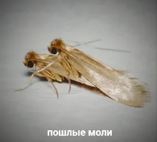 🌟 emoji Да за 300 тыщ… Telegram sticker 19 of 83