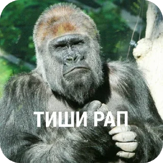 🤫 emoji Обезьяны~Бебезяны Telegram sticker 6 of 16