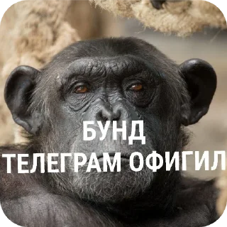 🤬 emoji Обезьяны~Бебезяны Telegram sticker 15 of 16