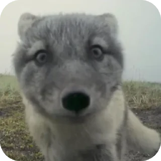 🐶 emoji Лисы @foxgreyfr Telegram sticker 17 of 17