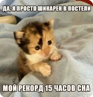 Sticker from Мемы про котиков