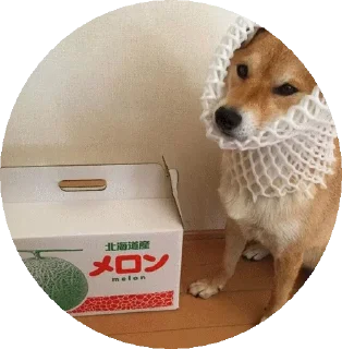 😐 emoji Shiba @stickersb2b Telegram sticker 6 of 32
