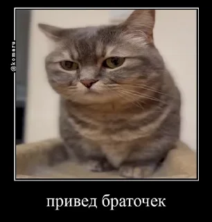 Sticker from Брадки | @not_a_dude