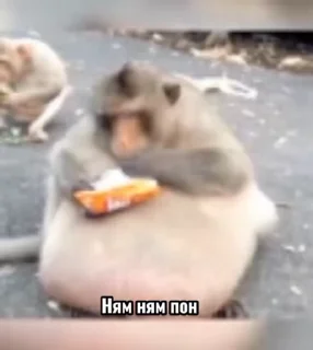 🌟 emoji Брадки 2 Telegram sticker 16 of 120