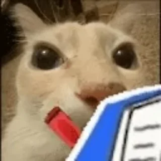 😐 emoji Funny cats Telegram sticker 6 of 87