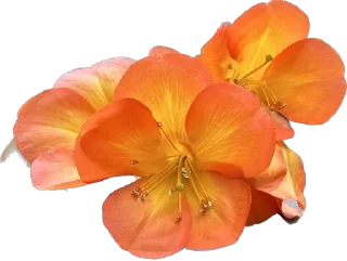 🌼 emoji Держи цветочек 🌸 @nomand_margo Telegram sticker 8 of 55
