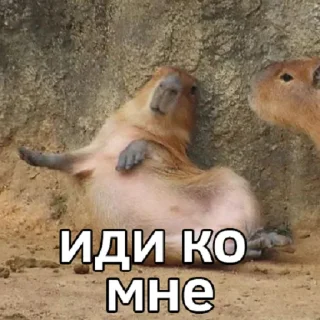 🥰 emoji капибавы (https://t.me/tg_free_stickers) Telegram sticker 16 of 48