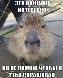 🤐 emoji w love from capybara 🤍 @xxlotxx Telegram sticker 10 of 37