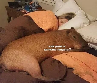 🙃 emoji w love from capybara 🤍 @xxlotxx Telegram sticker 12 of 37