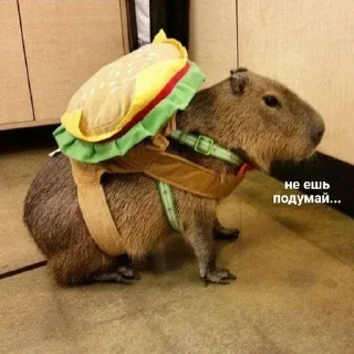 🥪 emoji w love from capybara 🤍 @xxlotxx Telegram sticker 16 of 37