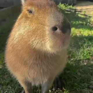 😋 emoji Capybaras 🤎 @xkysluv Telegram sticker 11 of 17