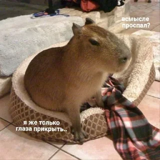 🥱 emoji w love from capybara 🤍 @xxlotxx Telegram sticker 20 of 37