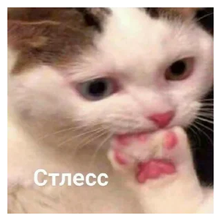 😣 emoji Mems Telegram sticker 22 of 120