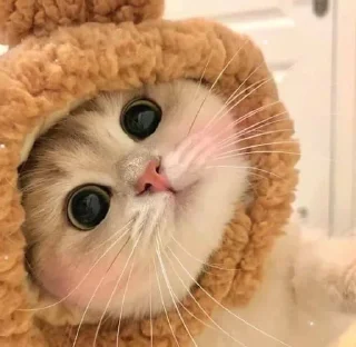 🌟 emoji киты 1.0 🐈‍⬛ Telegram sticker 21 of 53