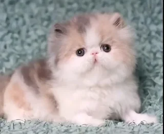 🐱 emoji Быстро и понятно :@tea090 Telegram sticker 24 of 74